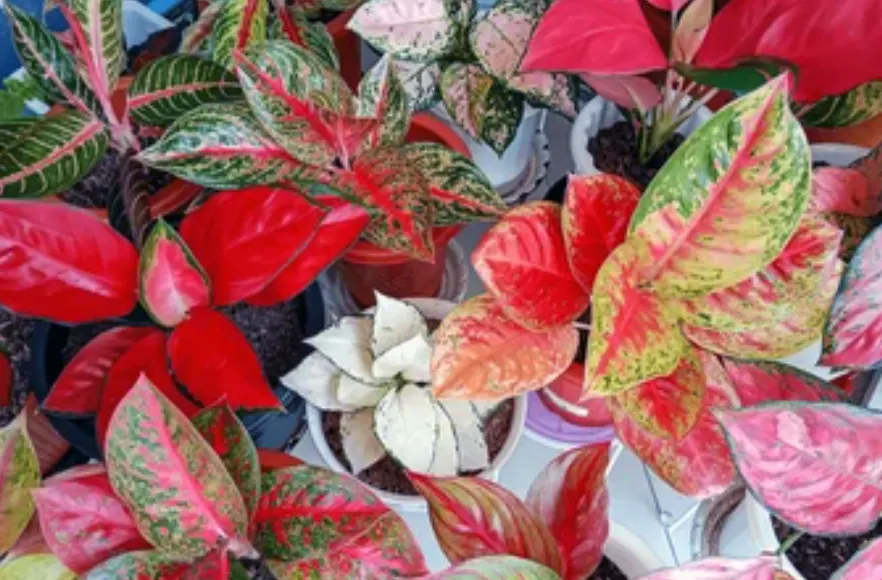 aglaonema