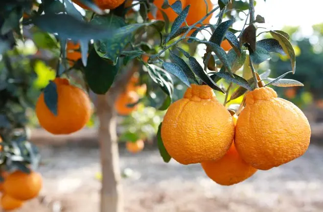 tanaman jeruk dekopon