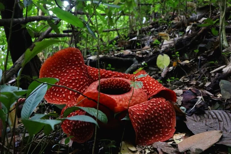 Tanaman Terlangka di Dunia
