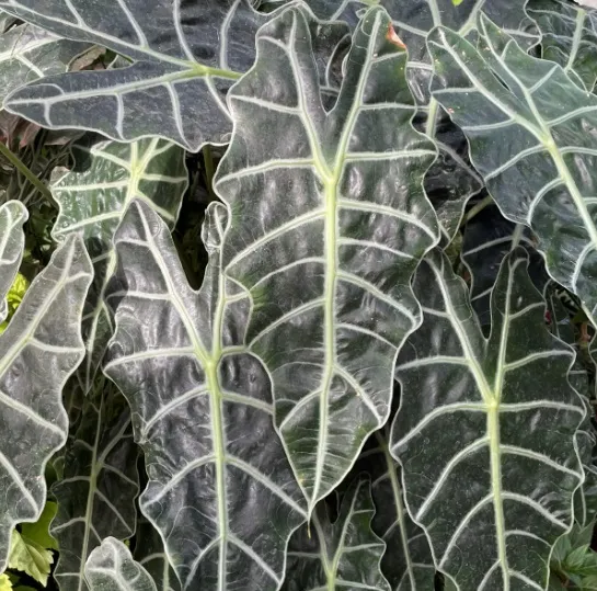 Alokasia Amazonica