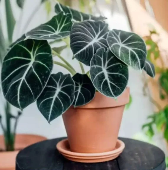 Alokasia Black Velvet