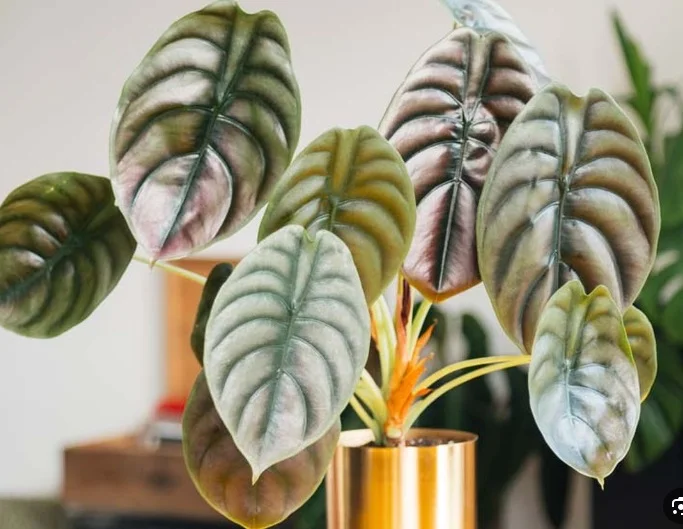 Alokasia Cuprea