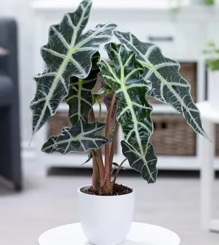 Alokasia Polly