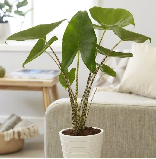 Alokasia Zebrina