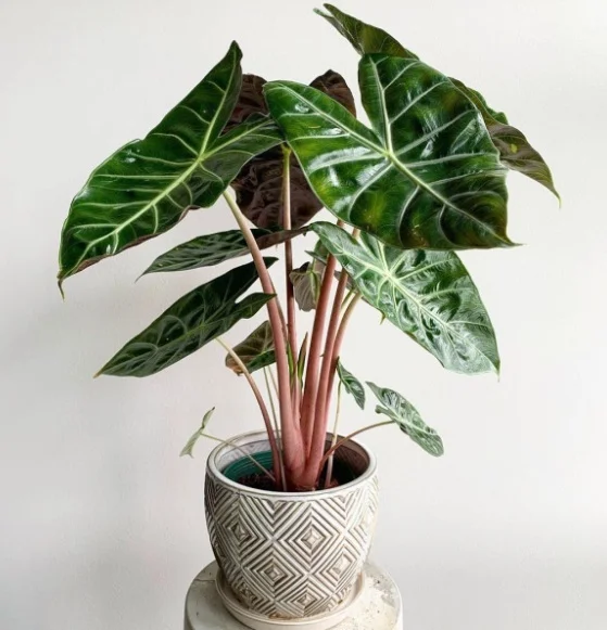 alokasia