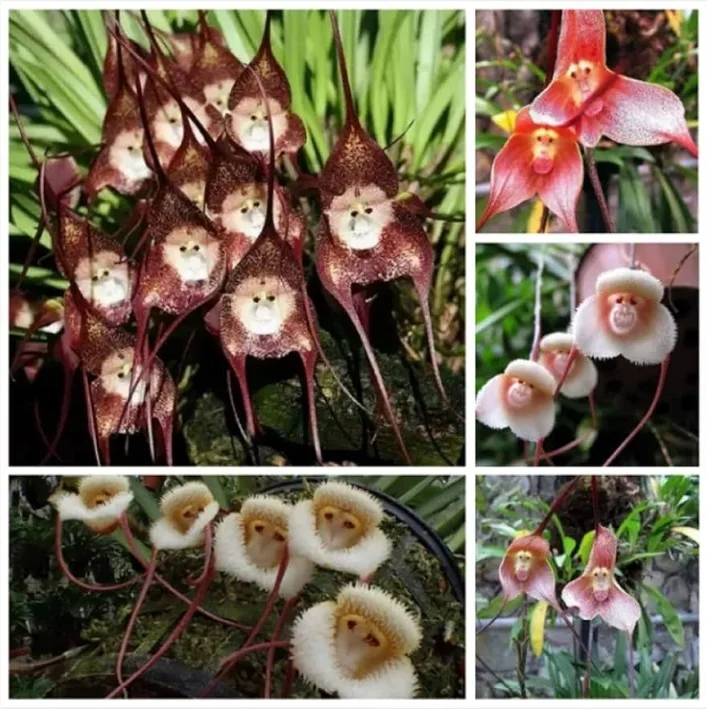 tanaman bunga orchid