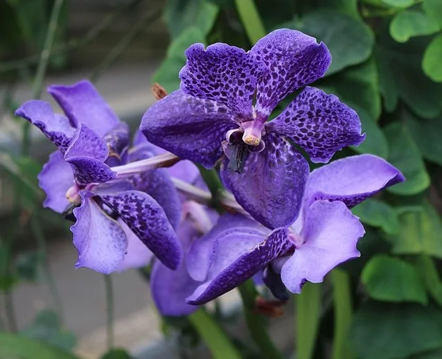 vanda