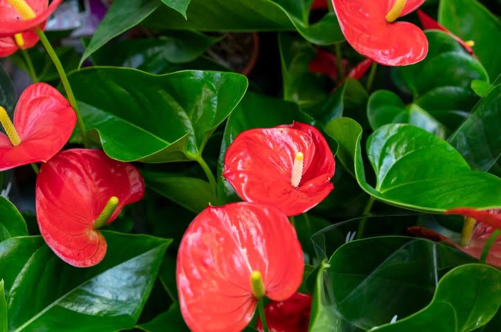 tetanam | Anthurium Flamingo alias Anthurium Andraeanum Anthurium Flamingo