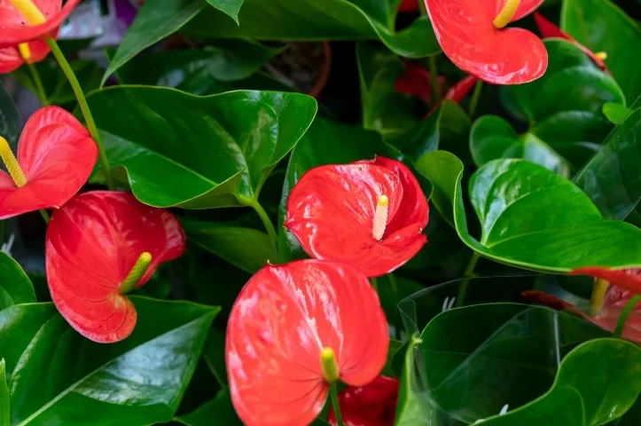 Anthurium Flamingo