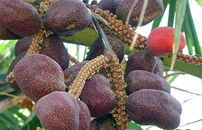 buah zuriat