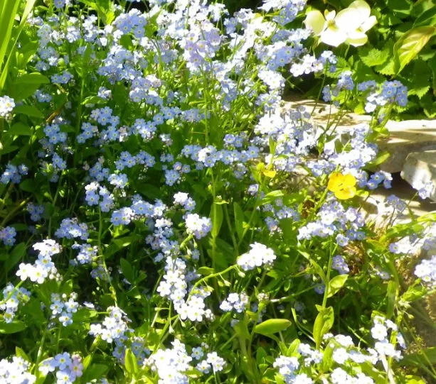 Bunga Forget Me Not (Myosotis scorpioides)