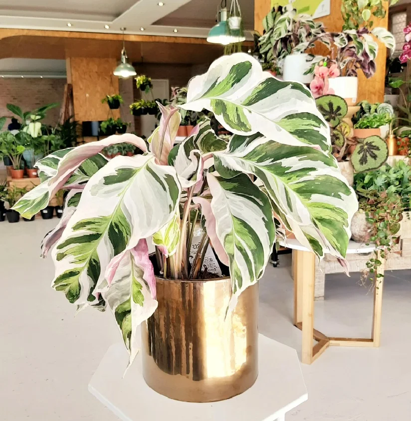 Calathea White Fusion