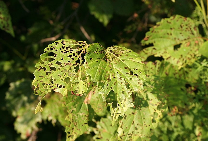 Cara Menghilangkan Kepik