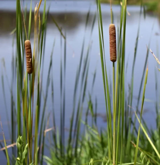 Cat Tail (Typha spp.)