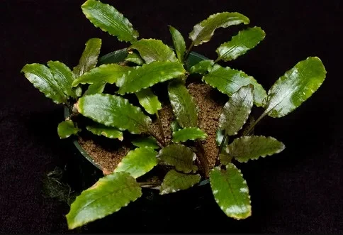 tanaman aquascape