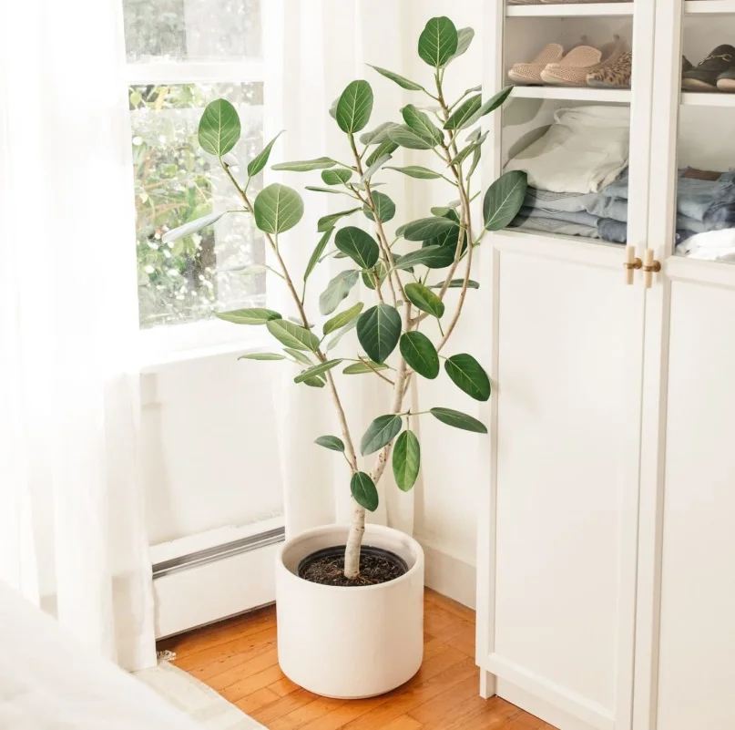Ficus Audrey