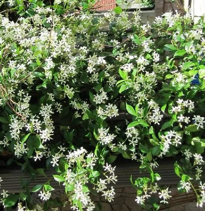 Melati (Jasminum sambac)