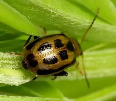Kepik Kacan Buncis (Bean Leaf Beetle)