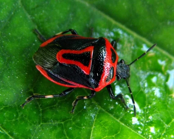 Kepik Merah (Two-spotted Stink Bug)