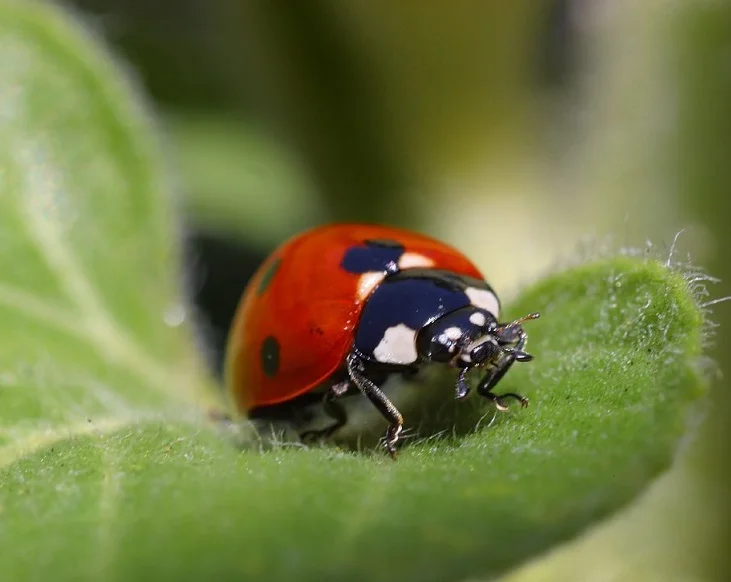 Ladybug (Kumbang Berkepala Kuda)