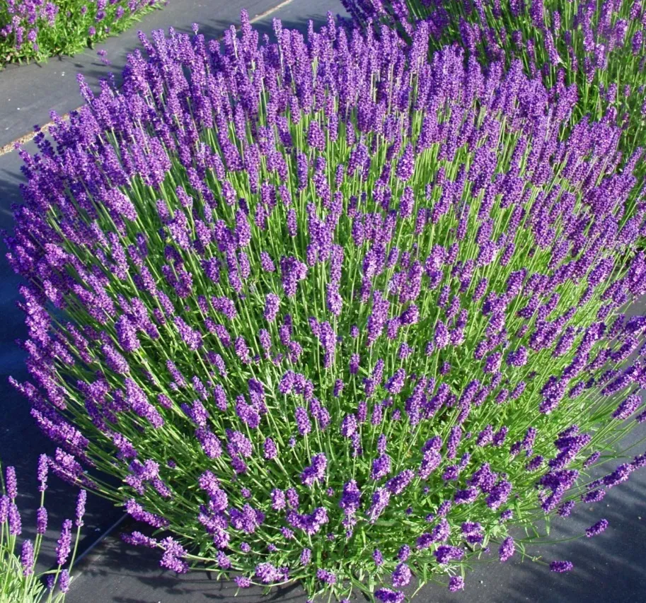 Lavender (Lavandula)