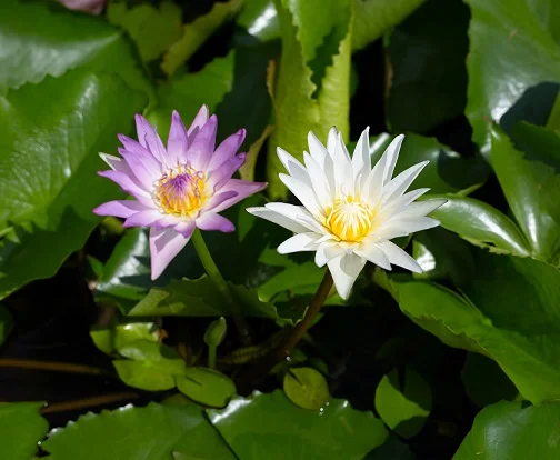 Lily Air (Nymphaea nouchali.)