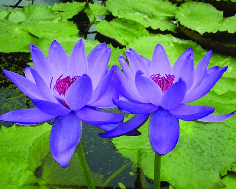 Nymphaea ʻWilliam Phillipsʼ