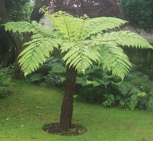 Pakis (Fern)