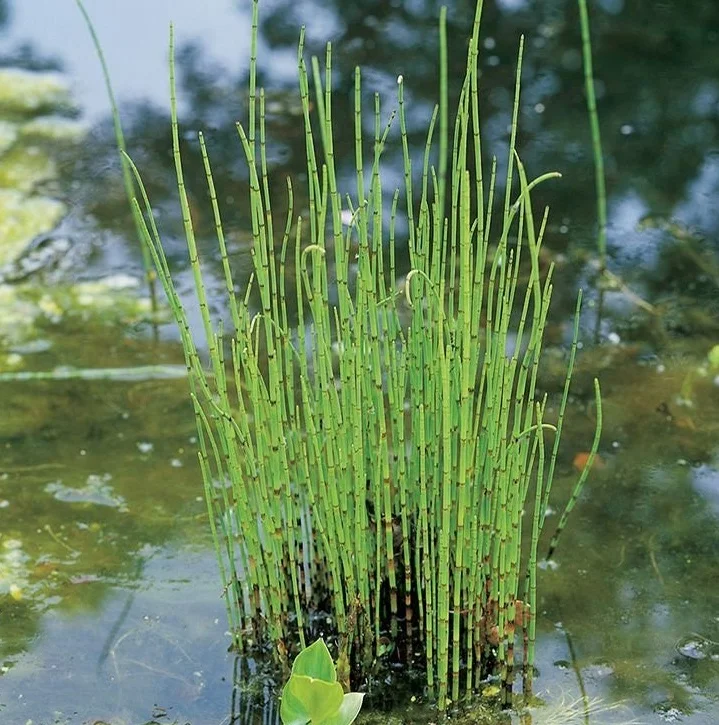 Paku Ekor Kuda / Bambu Air (Equisetum hyemale)
