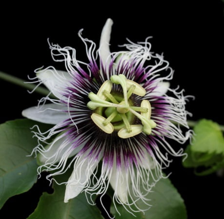 Passiflora Edulis