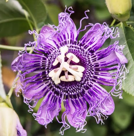 Passiflora Incarnata