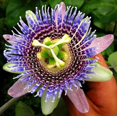 Passiflora Ligularis