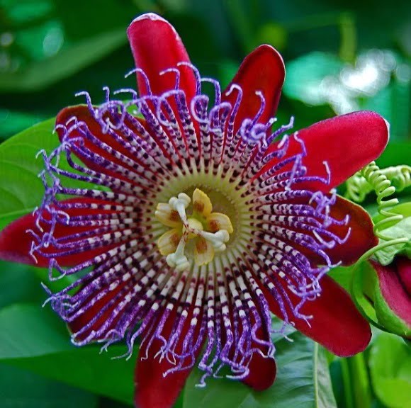 Passiflora Quadrangularis