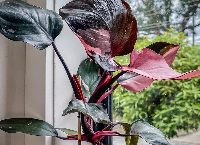 Philodendron Pink Princess