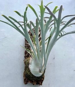 Platycerium: Jenis dan Syarat Tumbuhnya
