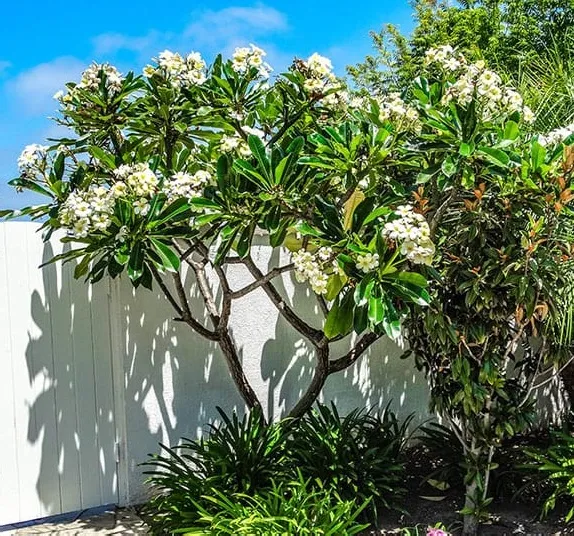 Kamboja (Plumeria)