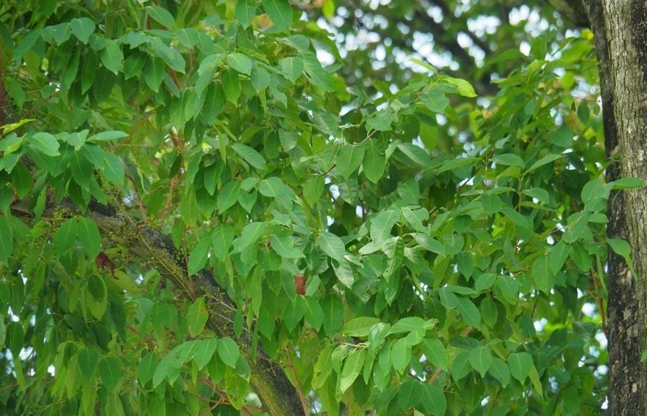 Manfaat Daun Salam