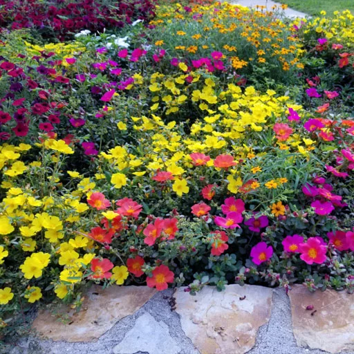 Portulaca