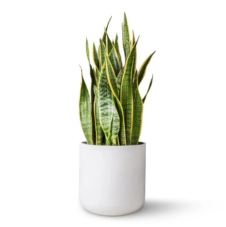 sansevieria