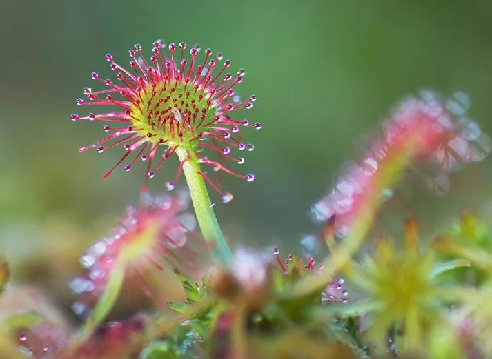 Sundew (Drosera)