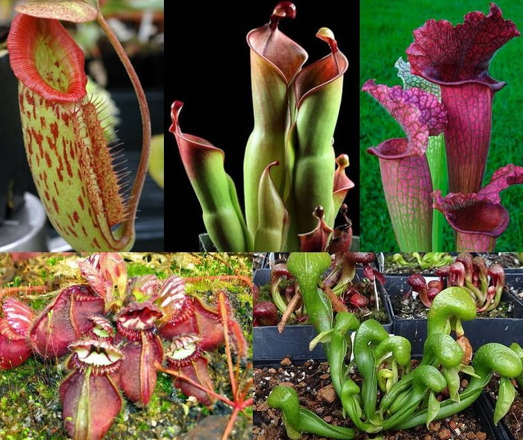 Tanaman Langka Pemakan Serangga