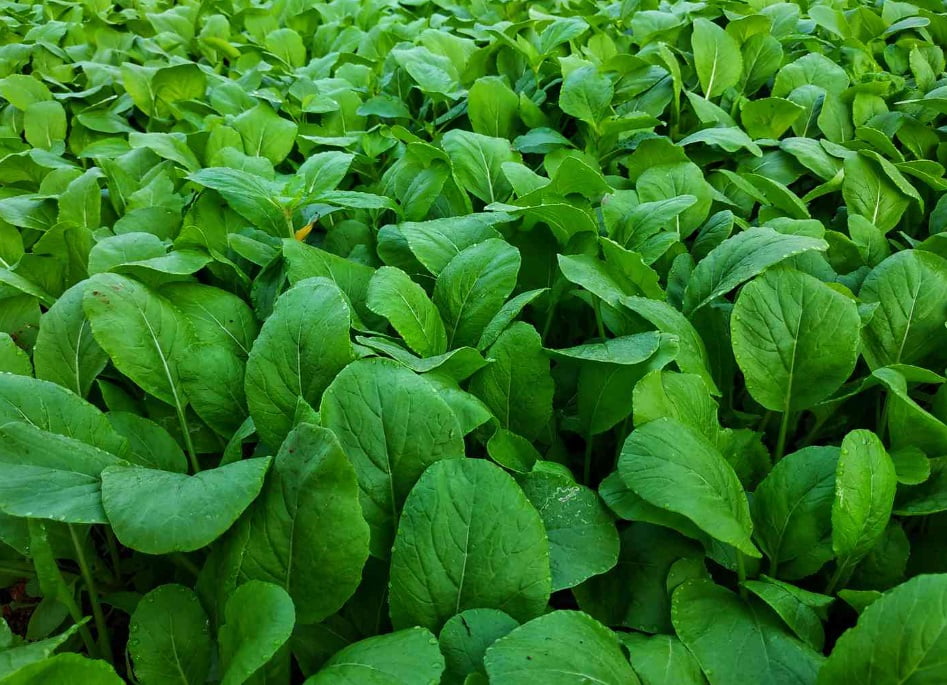 Cara Membasmi Hama pada Tanaman Sawi