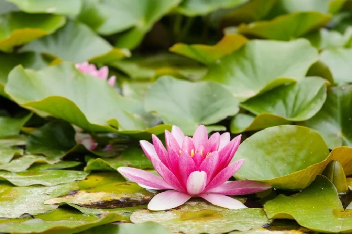Tanaman teratai&nbsp;atau lotus Nelumbo nucifera