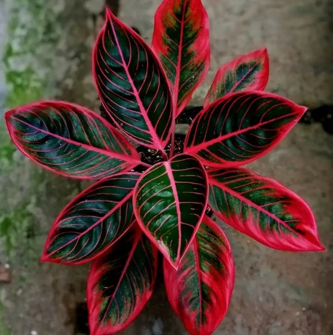 Aglonema Khanza dan Lotus