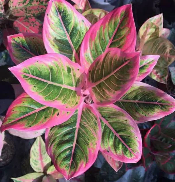 Aglonema Lotus Delight