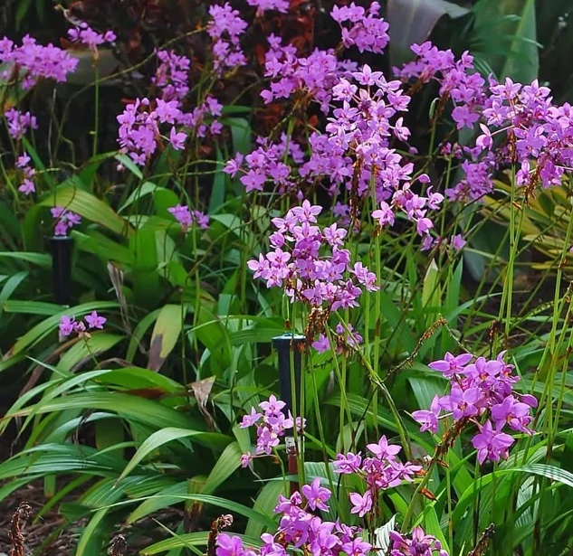 Anggrek Tanah (Spathoglottis)