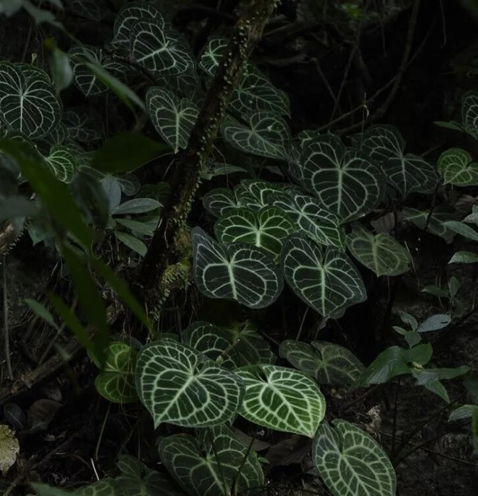 Menanam Tanaman Anthurium: Tips dan Teknik