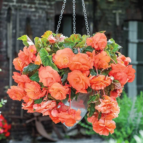 Begonia