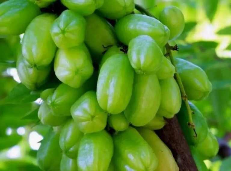 Belimbing Wuluh/ Belimbing Sayur