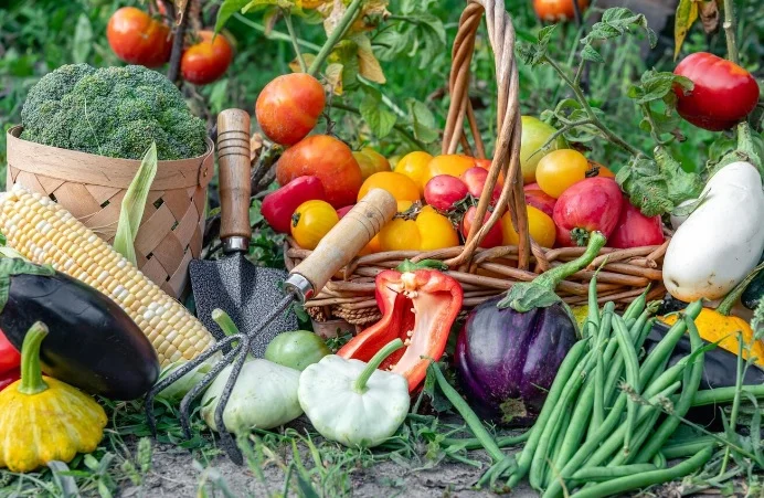 cara berkebun sayur